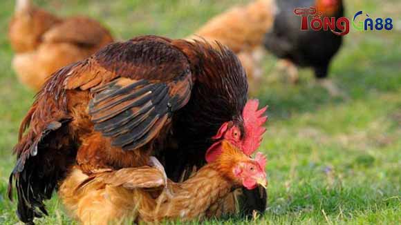 Việc đi đạp mái nhiều lần cũng gây ra tình trạng mất sức Việc đi đạp mái nhiều lần cũng gây ra tình trạng mất sức
