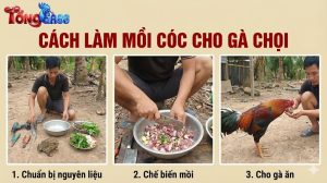 Cách Làm Mồi Cóc Cho Gà Chọi
