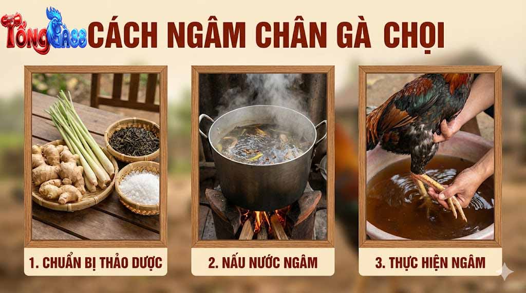 cách ngâm chân gà chọi