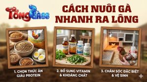 cách nuôi gà nhanh ra lông