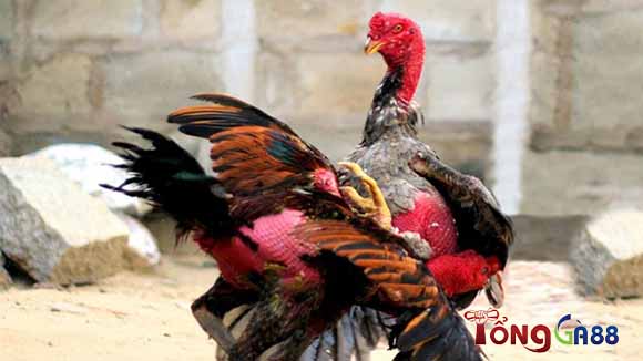 Điều khác biệt về gà đòn khánh hòa vương Điều khác biệt về gà đòn khánh hòa vương