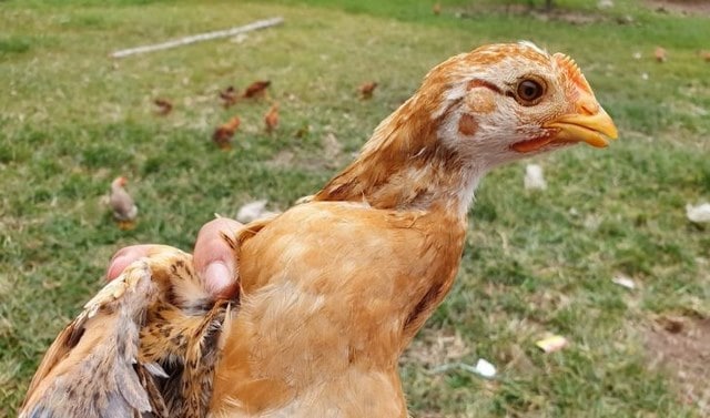 So sánh để nhận biết gà bị chảy mũi do cúm và virus So sánh để nhận biết gà bị chảy mũi do cúm và virus