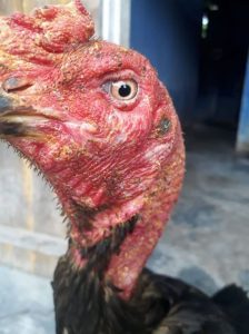Chữa trị bệnh gà bị sưng hầu trong 3 ngày. Chữa trị bệnh gà bị sưng hầu trong 3 ngày.