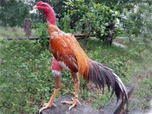 Chữa bệnh sưng hầu sớm để tránh bị ké ở gà Chữa bệnh sưng hầu sớm để tránh bị ké ở gà