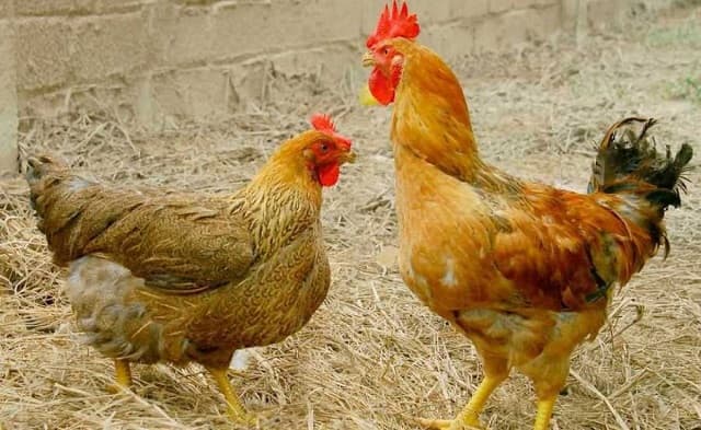 Nguyên nhân dẫn đến việc gà bị viêm hậu môn Nguyên nhân dẫn đến việc gà bị viêm hậu môn