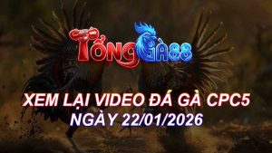 Xem Lại Video Đá Gà CPC5 Ngày 22/01/2026