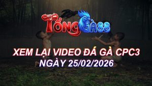 Xem Lại Video Đá Gà CPC3 Ngày 25/02/2026