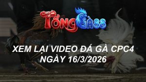 Xem Lại Video Đá Gà CPC4 Ngày 16/03/2026