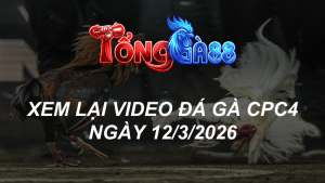 xem lại video đá gà cpc4 ngày 12-3-2026