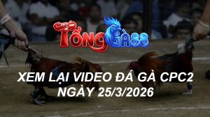 Xem Lại Video Đá Gà CPC2 Ngày 25/03/2026