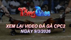 Xem Lại Video Đá Gà CPC2 Ngày 09/03/2026