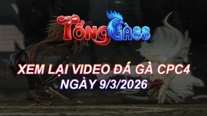 Xem Lại Video Đá Gà CPC4 Ngày 09/03/2026