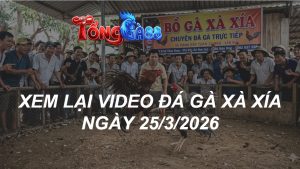 Xem Lại Video Đá Gà XAXIA Ngày 25/03/2026