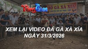 Xem Lại Video Đá Gà XAXIA Ngày 31/03/2026