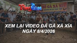 Xem Lại Video Đá Gà XAXIA Ngày 08/04/2026