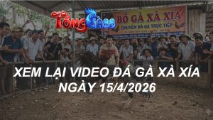 Xem Lại Video Đá Gà XAXIA Ngày 15/04/2026