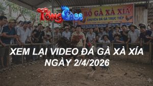 Xem Lại Video Đá Gà XAXIA Ngày 02/04/2026