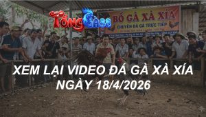 Xem Lại Video Đá Gà XAXIA Ngày 18/04/2026